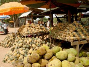 ananasy i jackfruity, czyli chlebowiec różnolistny (na pierwszym planie)