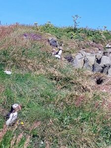 Maskonury siedzące wśród traw